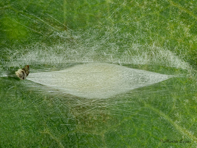  21.004 Leucoptera laburnella cocoon Copyright Martin Evans 