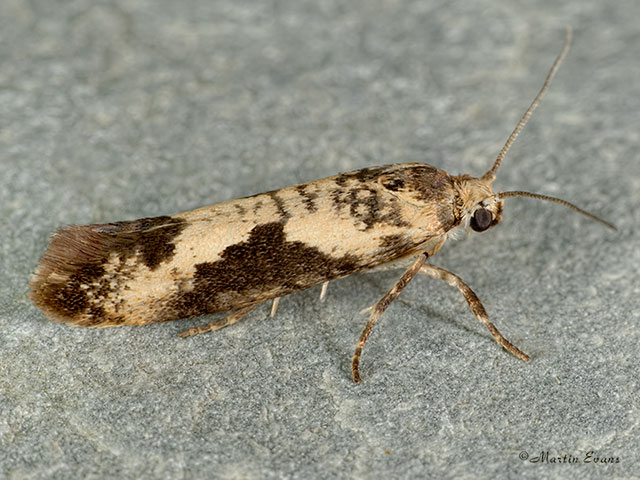  22.002 Prays fraxinella Copyright Martin Evans 