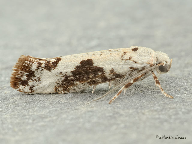  22.002 Prays fraxinella dark form Copyright Martin Evans 