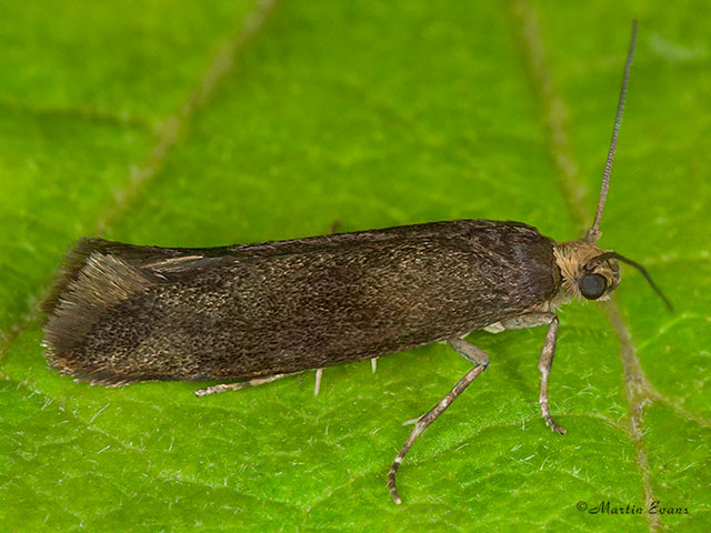  22.002 Prays fraxinella dark form Copyright Martin Evans 