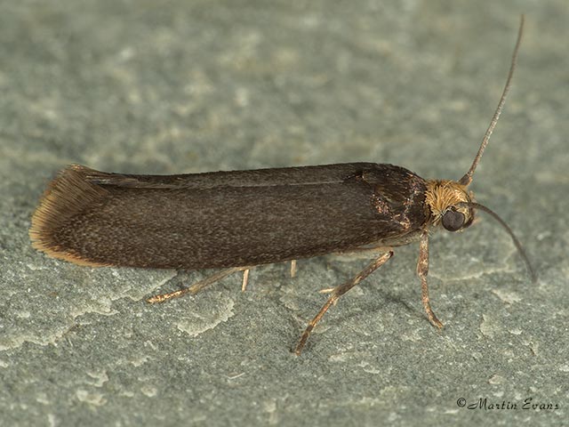  22.003 Prays ruficeps Copyright Martin Evans 