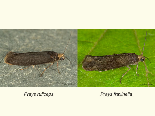 22.003 Prays ruficeps & Prays fraxinella dark form Copyright Martin Evans 