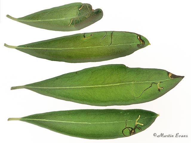  22.004 Prays oleae mine on Olive Copyright Martin Evans 