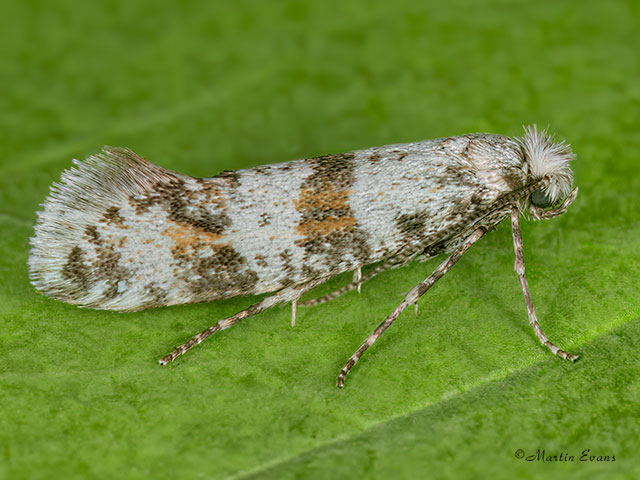  25.001 Scythropia crataegella Copyright Martin Evans 