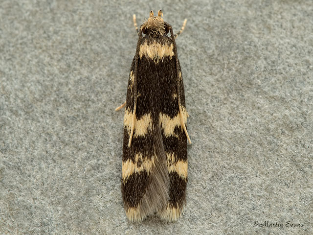  27.001 Oegoconia quadripuncta Copyright Martin Evans 