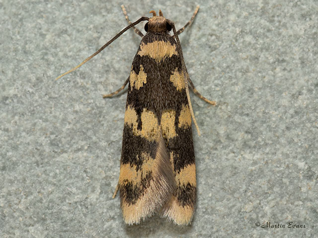  27.002 Oegoconia caradjai Copyright Martin Evans 