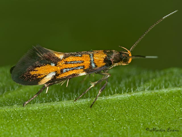  28.003 Schiffermuelleria grandis Copyright Martin Evans 
