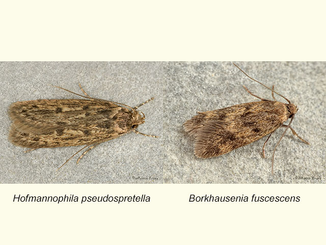  28.010 Hofmannophila pseudospretella and Borkhausenia fuscescens Copyright Martin Evans 