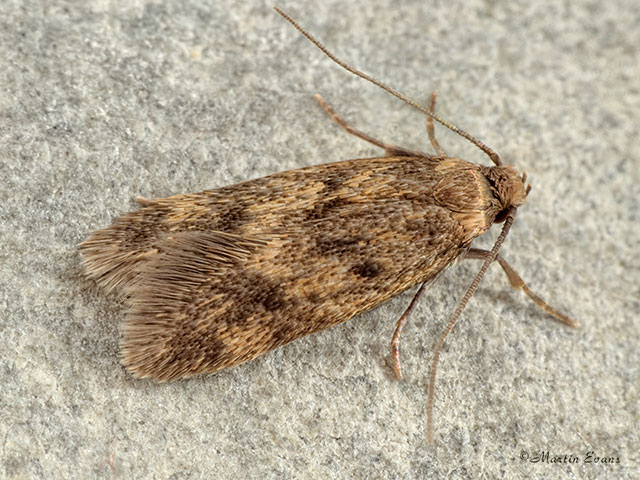  28.012 Borkhausenia fuscescens Copyright Martin Evans 