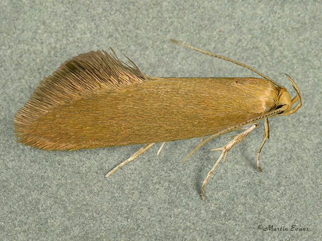  28.013 Crassa tinctella Copyright Martin Evans 