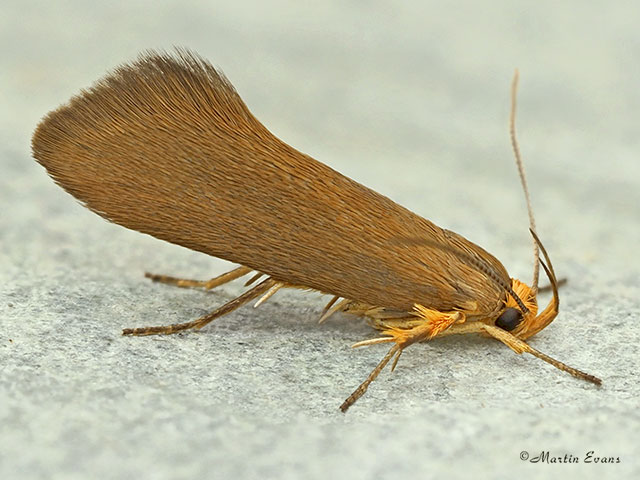  28.014 Crassa unitella Copyright Martin Evans 