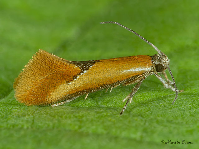   Batia lunaris Copyright Martin Evans 