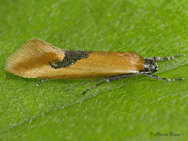  28.017 Batia lambdella Copyright Martin Evans 