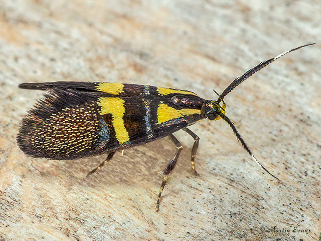  28.020 Dasycera oliviella Copyright Martin Evans 