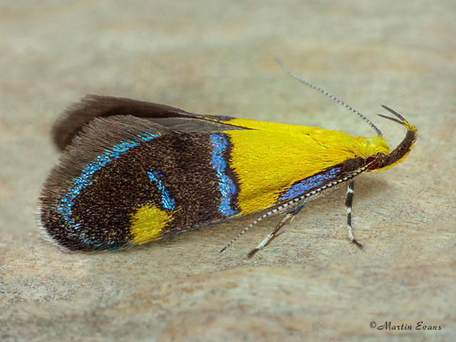  28.021 Oecophora bractella Copyright Martin Evans 