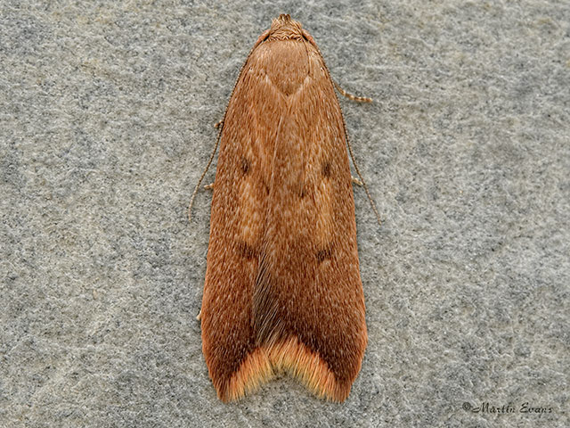  28.024 Tachystola acroxantha Copyright Martin Evans 