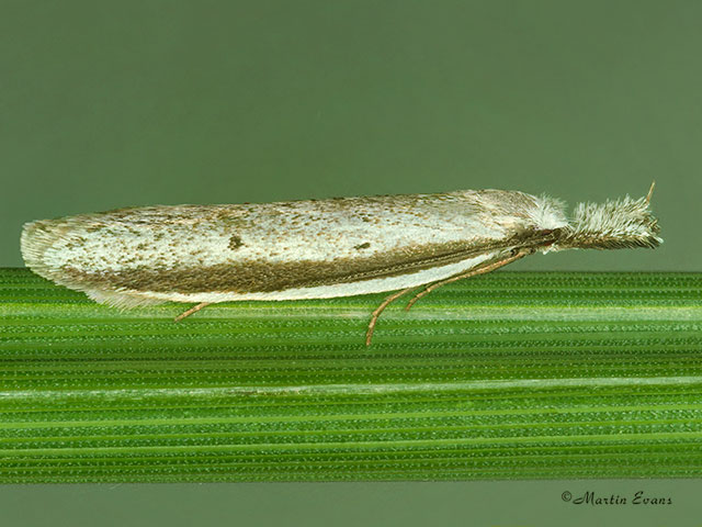 28.025 Pleurota bicostella Copyright Martin Evans 
