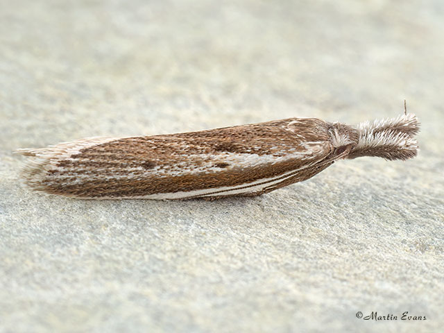  28.025 Pleurota bicostella Copyright Martin Evans 