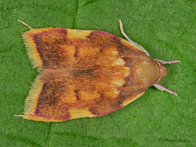  31.001 Carcina quercana Copyright Martin Evans 