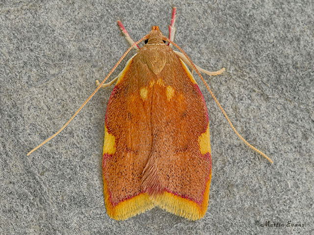  31.001 Carcina quercana Copyright Martin Evans 