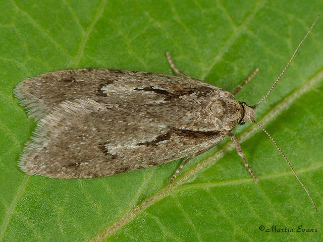  32.001 Semioscopis avellanella Copyright Martin Evans 