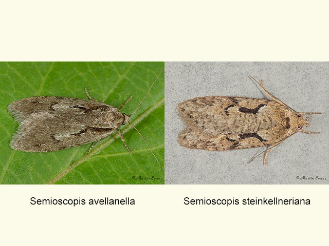 32.001 Semioscopis avellanella and Semioscopis steinkellneriana Copyright Martin Evans 