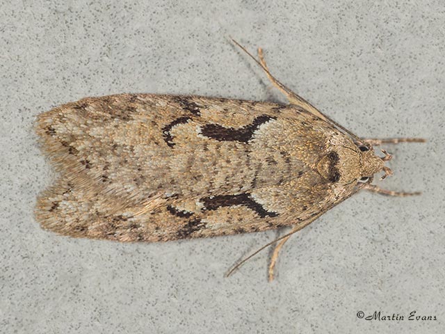  32.002 Semioscopis steinkellneriana Copyright Martin Evans 