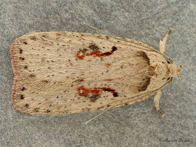  32.031 Agonopterix ocellana Copyright Martin Evans 