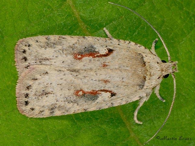 32.031 Agonopterix ocellana Copyright Martin Evans 
