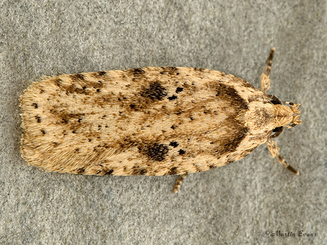  32.017 Agonopterix arenella Copyright Martin Evans 