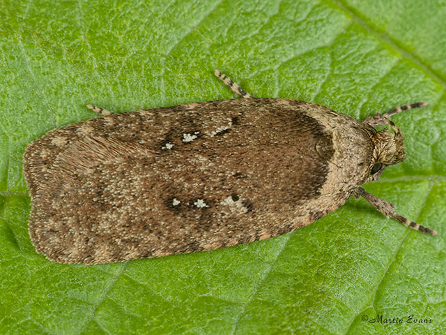  32.018 Agonopterix heracliana Copyright Martin Evans 