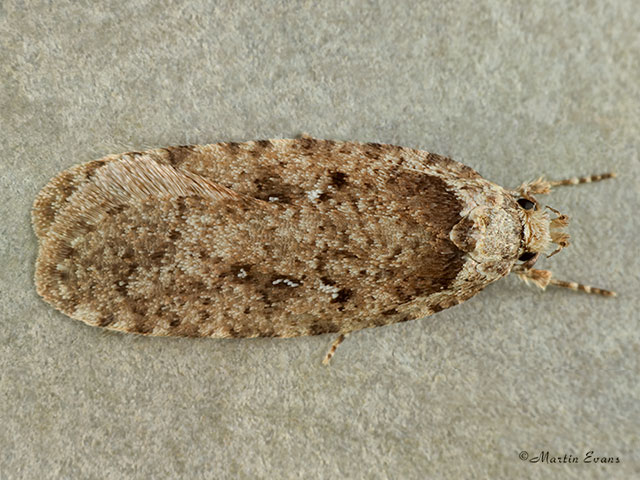  32.018 Agonopterix heracliana Copyright Martin Evans 