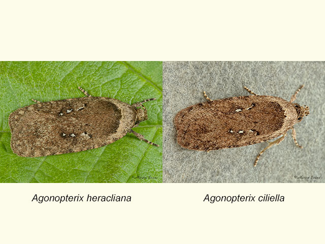  32.018 Agonopterix heracliana and Agonopterix ciliella Copyright Martin Evans 