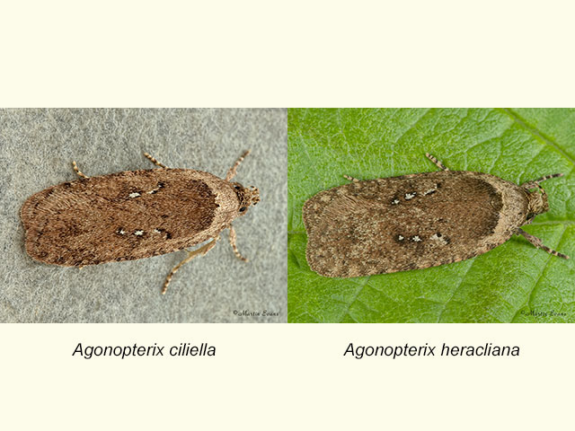  32.019 Agonopterix ciliella and Agonopterix heracliana Copyright Martin Evans 