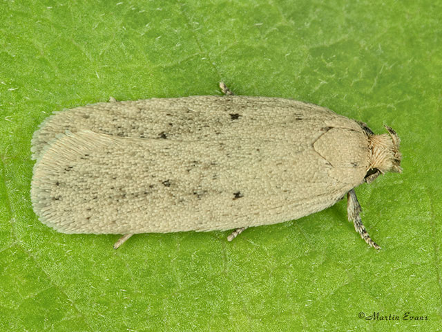  32.023 Agonopterix rotundella Copyright Martin Evans 