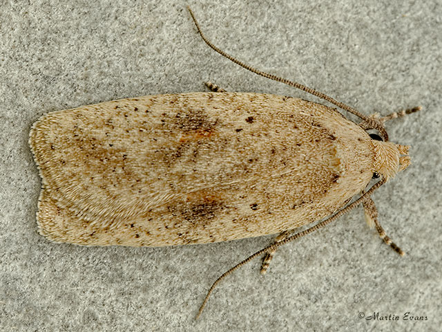  32.024 Agonopterix assimilella Copyright Martin Evans 
