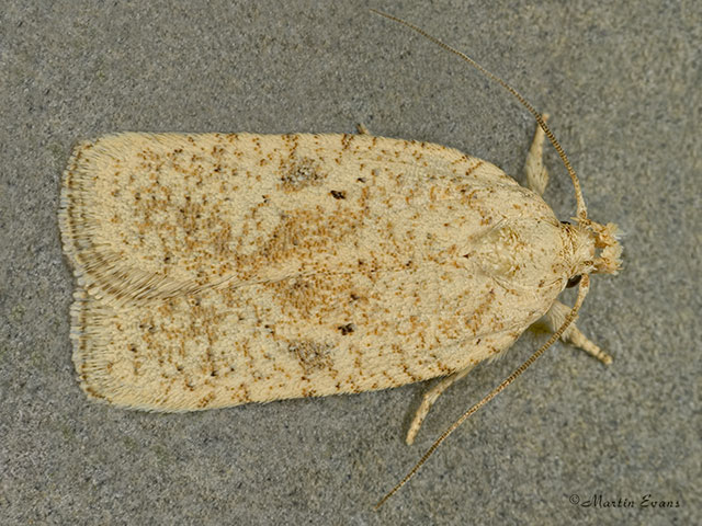  32.025 Agonopterix nanatella Copyright Martin Evans 