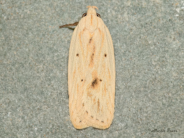  32.026 Agonopterix kaekeritziana Copyright Martin Evans 