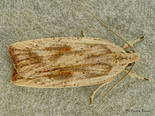  32.030 Agonopterix nervosa Copyright Martin Evans 