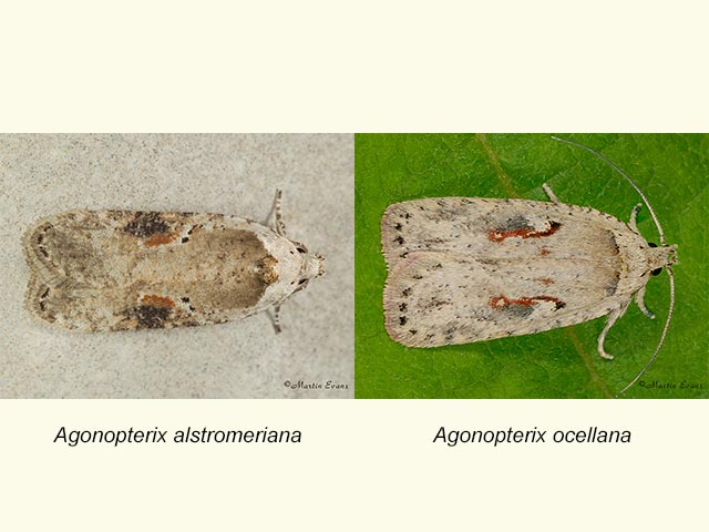  32.031 Agonopterix alstromeriana & Agonopterix ocellana Copyright Martin Evans 
