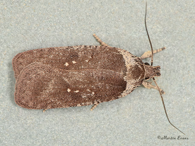  32.034 Agonopterix cnicella Copyright Martin Evans 