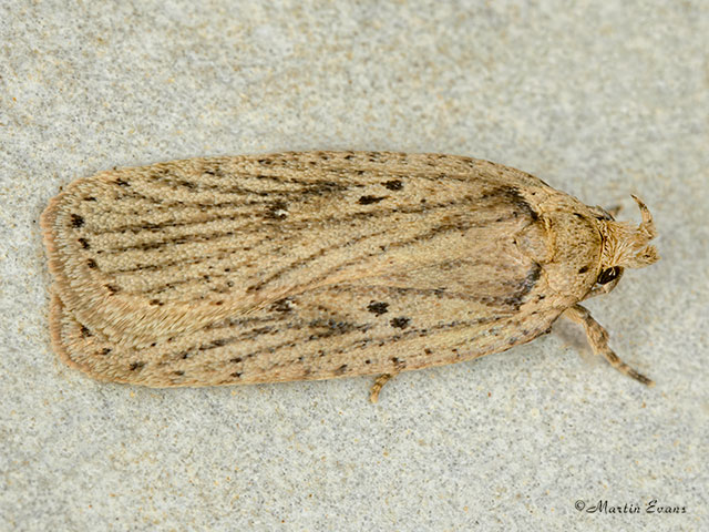  32.035 Agonopterix yeatiana Copyright Martin Evans 