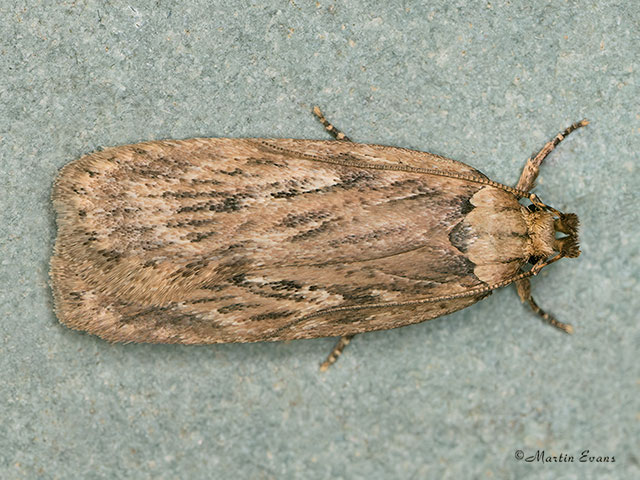  32.036 Depressaria radiella Copyright Martin Evans 