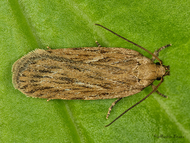  32.039 Depressaria daucella Copyright Martin Evans 
