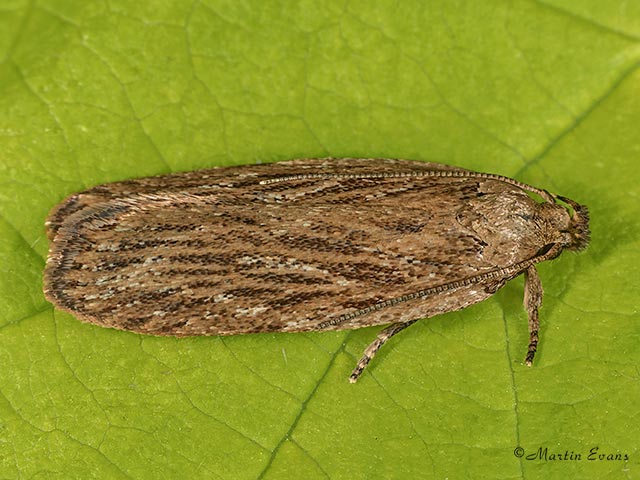  32.039 Depressaria daucella Copyright Martin Evans 