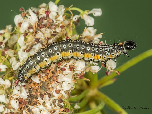  32.039 Depressaria daucella larva Copyright Martin Evans 