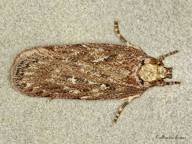 32.044 Depressaria douglasella Copyright Martin Evans 