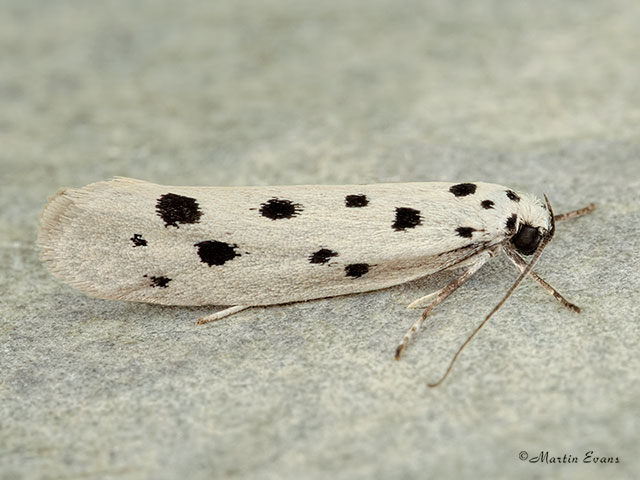  33.001 Ethmia dodecea Copyright Martin Evans 