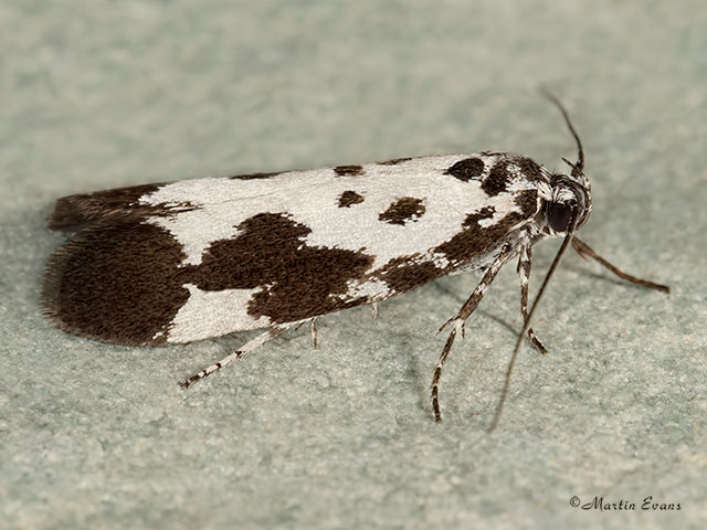  33.002 Ethmia quadrillella Copyright Martin Evans 