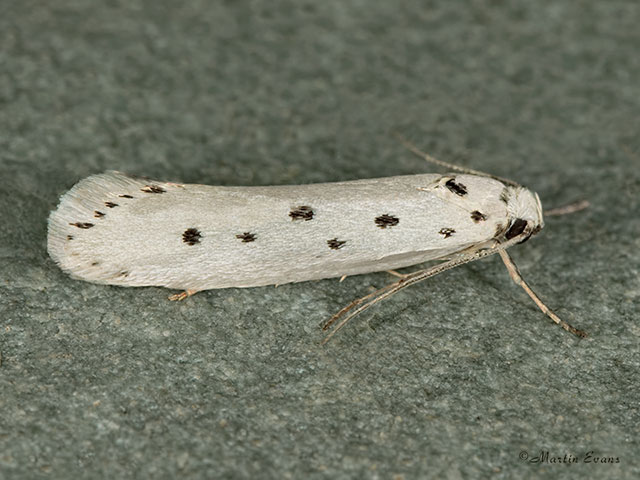  33.004 Ethmia terminella Copyright Martin Evans 